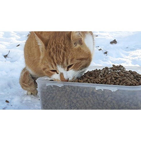 프로베스트 고양이 그린 전연령 기능성 사료 이미지 4