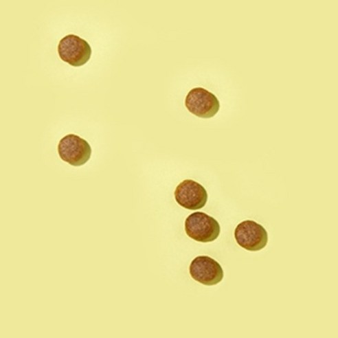 잘먹잘싸 전연령 강아지 그레인프리 건식사료 솔직 후기 | 실제 사용자 리뷰 총정리 - 상품 이미지 4