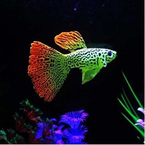 밤의 수조, 살아 숨 쉬는 보석처럼 빛나다