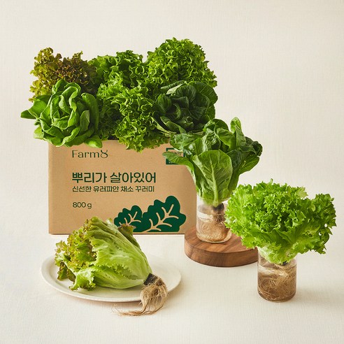 팜에이트 무농약 인증 뿌리가 살아있어 신선한 유러피안 채소 꾸러미, 800g, 1개 - 기타잎줄기채소