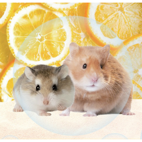 햄찌 햄스터 레몬 목욕 모래 이미지 4