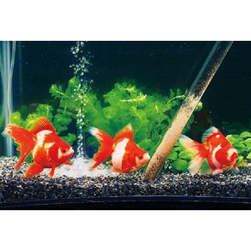 수이사쿠 프로호스 ex 사이펀 이미지 4