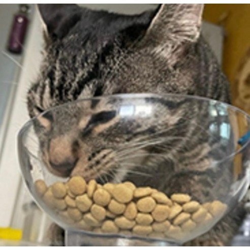 하림펫푸드밥이보약 고양이 기능성 사료 솔직 후기 | 실제 사용자 리뷰 총정리 - 상품 이미지 4