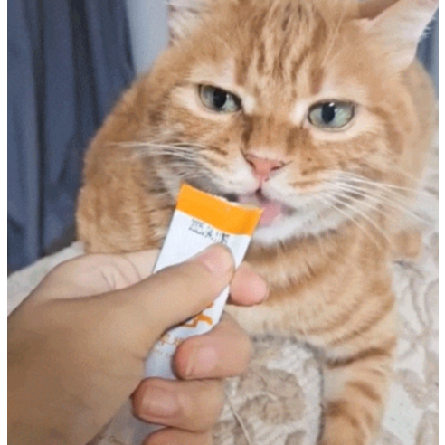 프로젝트21 고양이 하루채움 종합 영양제 솔직 후기 | 실제 사용자 리뷰 총정리 - 상품 이미지 4