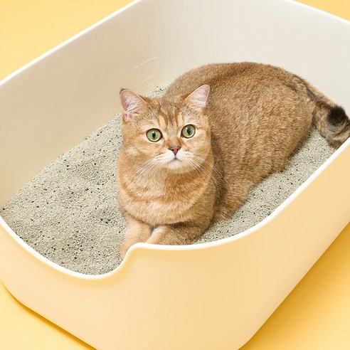 쉬즈곤 먼지아웃 벤토나이트 고양이 모래 후기 분석 - 먼지 날림 최소화 강조