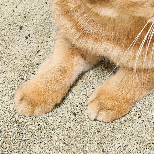 쉬즈곤 먼지아웃 벤토나이트 고양이 모래 후기 분석 - 부드러운 촉감의 모래
