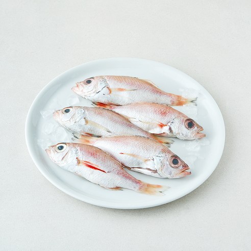 미감어보 국내산 손질 효온처리 통금태 (냉장), 1개, 300g(5미)
