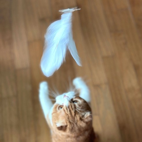 네이처펫 롱와이어 흡착 고정 깃털 낚시대 + 깃털 세트 솔직 후기 | 실사용자 리뷰 분석 - 상품 이미지 4