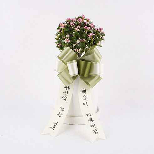 갑조네 은행목 10cm + 원형 도자기 + 리본 세트, 화이트(화분), 1세트