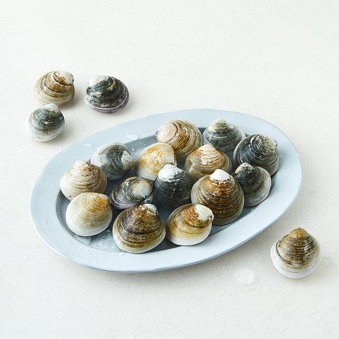 바다림 서해안 생물 모시조개 (냉장), 1개, 400g