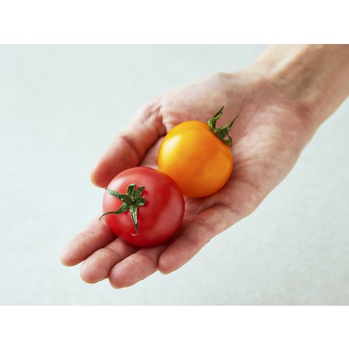 광식이농장 칵테일 토마토 후기 분석 - 탱글탱글한 토마토 클로즈업