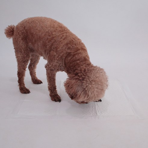Ding Ding 喵~ PET 叮叮貓 寵物凍乾食品 DingDingMeow Freeze Dried Pet Food