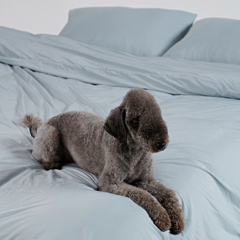 이제 더 이상 털 때문에 소파와 이별하지 마세요 털안붙는이불 이제 더 이상 털 때문에 소파와 이별하지 마세요 털안붙는이불