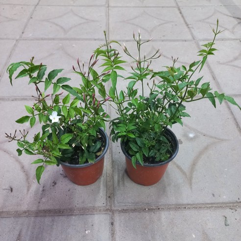 매일 아침, 코끝을 스치는 싱그러움에 기분 좋은 하루를 시작하세요 학자스민