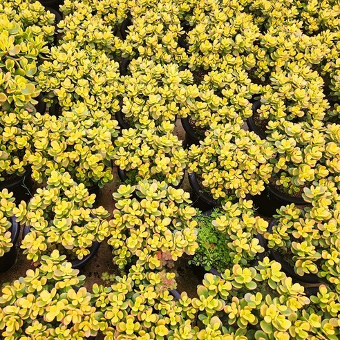 삭막했던 일상에 싱그러움을 더해주는 키다리 염좌대품