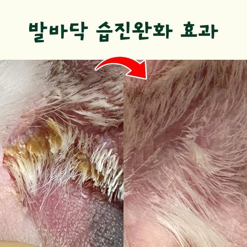 아이오콤마 PDRN 천연 저자극 고보습 비듬 각질 습진 강아지 샴푸 솔직 후기 | 실제 사용자 리뷰 총정리 - 상품 이미지 2
