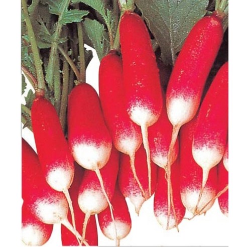 아시아종묘 아시아특무 씨앗 500p, 1개