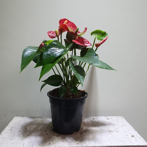 공간에 붉은 생기를 더하는 안스리움 레드