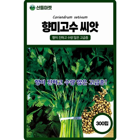 향미고수 씨앗 300립 향이 진하고 수량 많은 고급 품종 종자, 1개