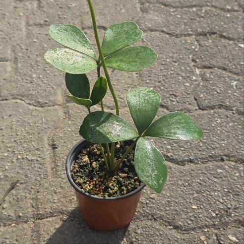 멕시코소철, 실내 공기를 바꾸는 초록 친구