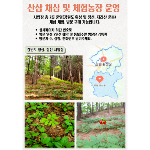 천생삼 산양산삼 소소 싹대삼 3년근 50g(35-50뿌리) 산삼 산양삼 장뇌삼 이미지 4