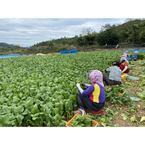신선함 그대로 밥상 위 작은 변화가 주는 놀라운 풍요로움