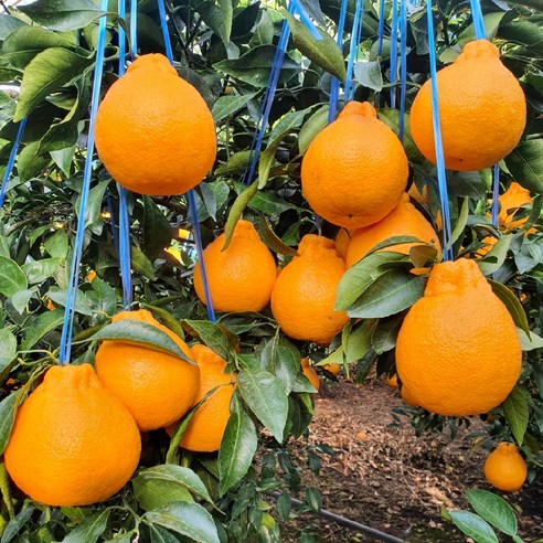 입안 가득 퍼지는 제주의 달콤함, 프리미엄 한라봉을 합리적인 가격에!