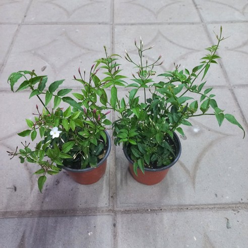 매일 아침, 코끝을 스치는 싱그러움에 기분 좋은 하루를 시작하세요