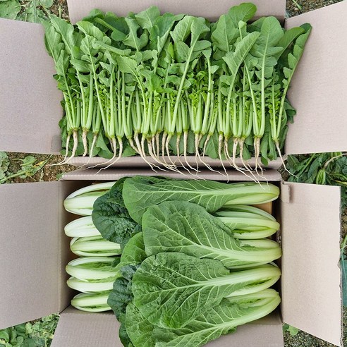 [갓따옴] 어린 열무+얼갈이 | 김치/겉절이 전용 | 수확 발송, 어린열무2kg+얼갈..., 1개, 어린열무2kg+얼갈이1kg × 1개