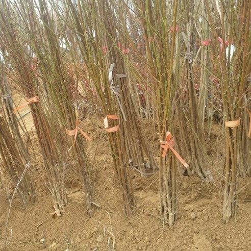 집에서 직접 키우는 신선하고 달콤한 복숭아의 행복