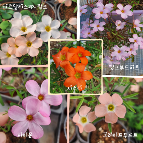 식물이 주는 작은 행복, 이제 당신의 일상에서도 사랑초