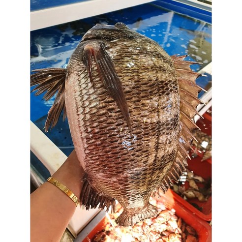 손질 걱정 없이 즐기는 완도 자연산 감성돔으로 풍성한 식탁을 완성하세요.