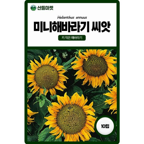 미니해바라기 씨앗 10립 해바라기 일년생 꽃씨 종자, 1개