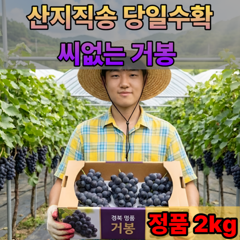 국내산 씨없는 거봉 포도, 정품 2kg (3-..., 1박스 - 포도