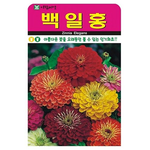 아람종묘 백일홍 꽃 씨앗, 1개 1개