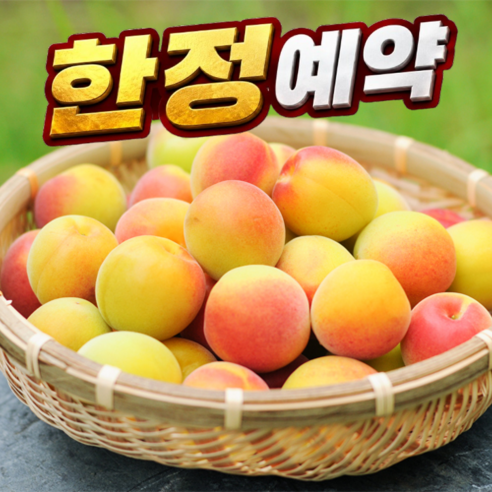 [100박스선착순예약] 특품 당일수확 황매실 홍매실, 5kg(대), 1박스