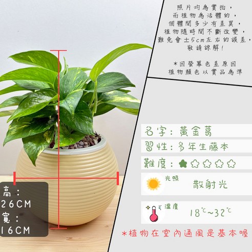 小品文化黃金葛4吋免澆水盆栽燈籠盆款, 黃色, 1個- 優惠推薦| Coupang 酷澎