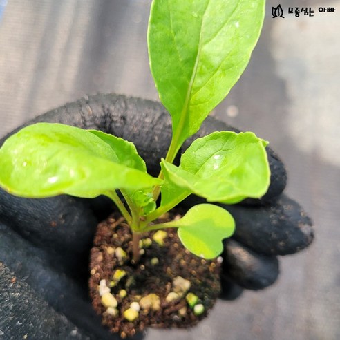 집에서 즐기는 신선한 이탈리안, 루꼴라 모종으로 완성하세요
