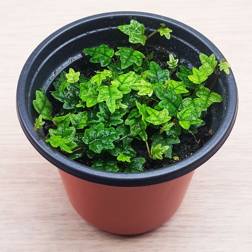 초록 식물테라피, 나만의 작은 숲 만들기