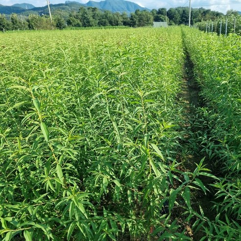 집에서 직접 키우는 신선하고 달콤한 복숭아의 행복