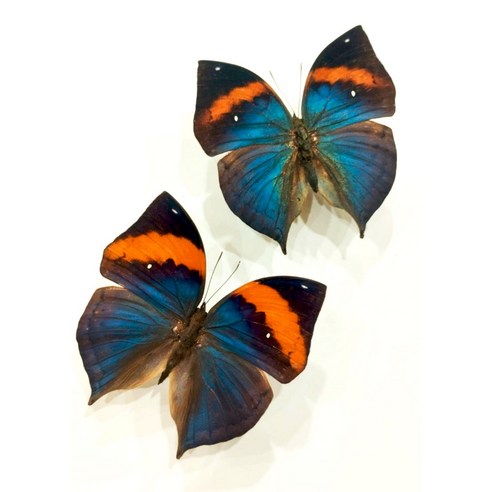 昆虫標本 蝶 vinatimes 10 真正什錦蝴蝶未安裝的日落蛾昆蟲標本標本