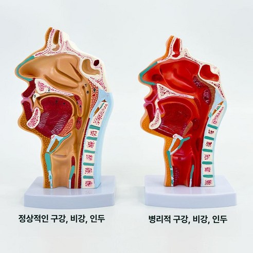 비강 기관지 모형 구조 교육용 간호 인후 실습 해부 - 캐릭터/애니메이션