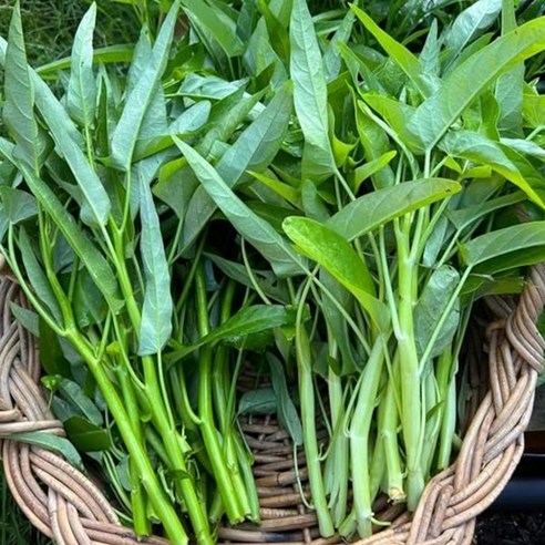 공심채 모닝글로리 Rau Muong 신선 채소 볶음요리용 동남아 채소 당일수확, 1kg, 1박스