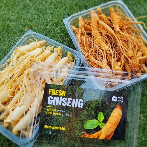 금산인삼 파삼 파지삼 수삼 세척 6년근 도매시장 파지 500g