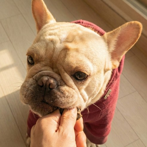 도그말리온 국내산 강아지 수제간식 대용량 6종 솔직 후기 | 실제 사용자 리뷰 총정리 - 상품 이미지 3