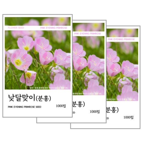 낮달맞이(분홍) 씨앗 1000립, 3개