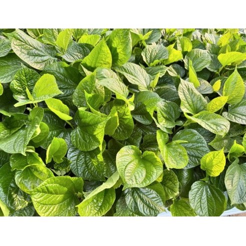 차푸 라롯 piper sarmentosum, 1kg, 1개