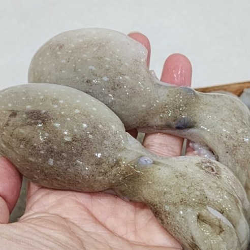 오늘 저녁, 밥상 위의 작은 행복을 더하는 특별한 방법 생물쭈꾸미 오늘 저녁, 밥상 위의 작은 행복을 더하는 특별한 방법 생물쭈꾸미