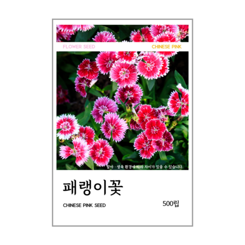 패랭이꽃 씨앗 500립, 1개