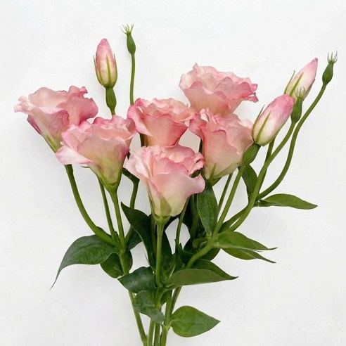 BloomLife 조화 인조꽃 인테리어 장식용 리시안셔스 조화꽃 3줄기 세트 46cm, 1개, 핑크